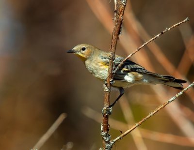 Yellow-rumped Warbler