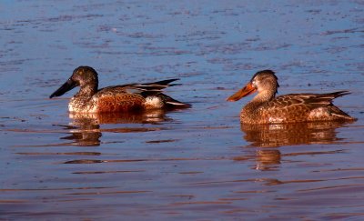 Ducks, Geese, & Swans