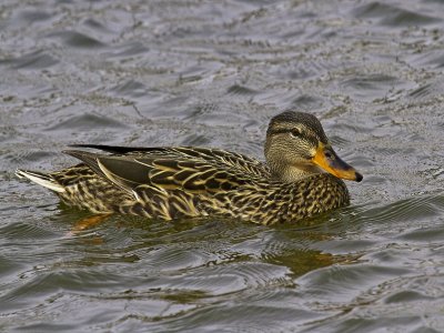 Mallard Duck