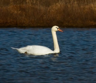 Tundra Swan
