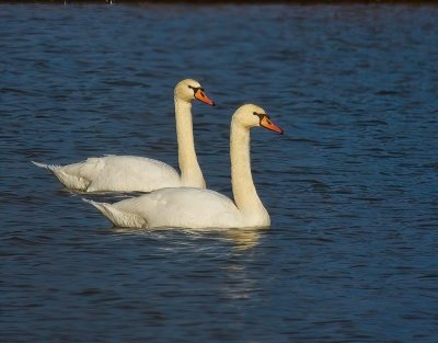 Tundra Swan