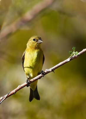 American Goldfinch