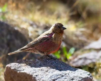 Brown-capped Rosy-Finch