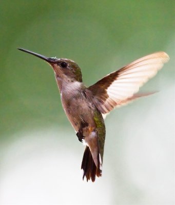 Ruby-throated Hummingbird