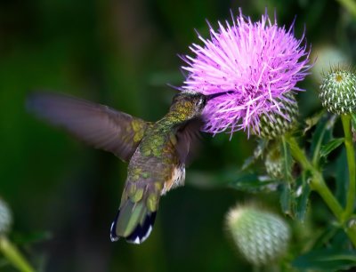 Ruby-throated Hummingbird