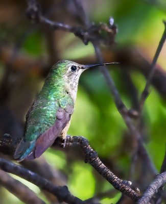 Anna's Hummingbird