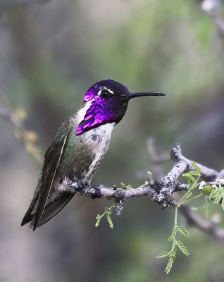 Costa's Hummingbird