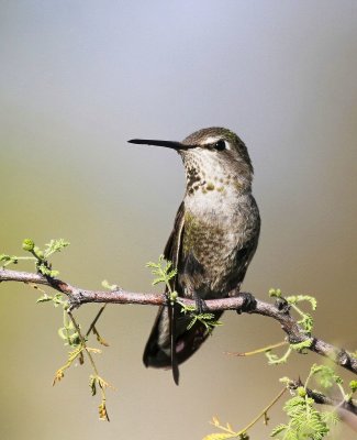 Costa's Hummingbird