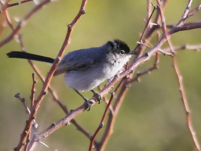 Gnatcatchers