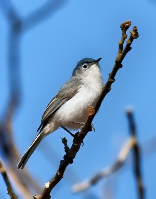 Blue-gray Gnatcatcher