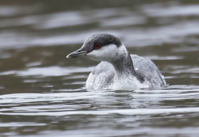 Grebes