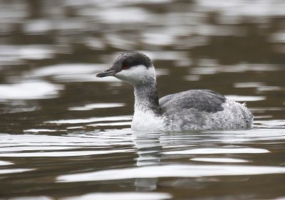 Eared Grebe
