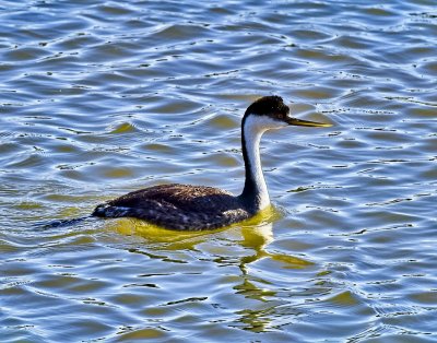 Western Grebe