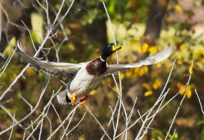 Mallard Duck