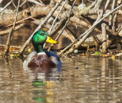 Mallard Duck