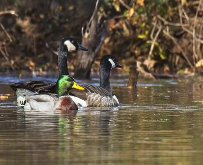 Mallard Duck