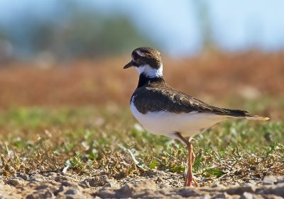 Lapwings & Plovers