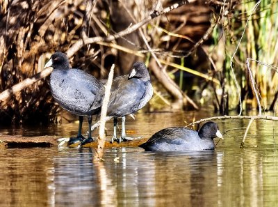 American Coot