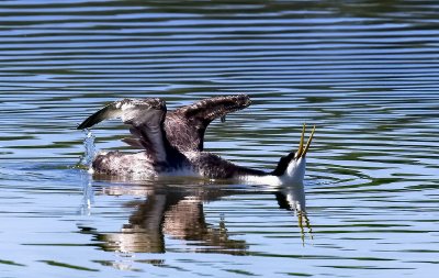 Western Grebe