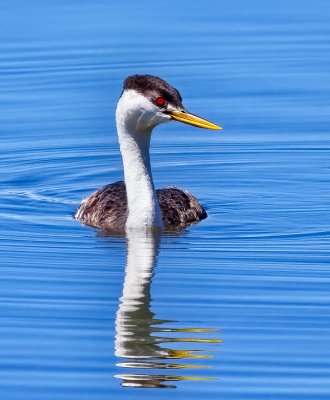 Western Grebe
