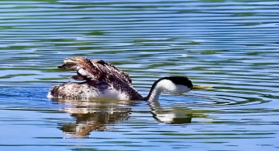 Western Grebe