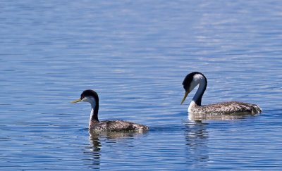 Western Grebe