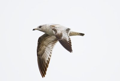 Herring Gull