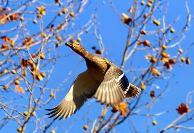 Mallard Duck