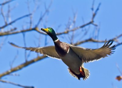 Mallard Duck