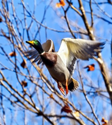 Mallard Duck
