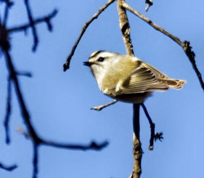Kinglets
