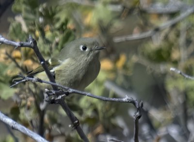 Ruby-crowned Kinglet