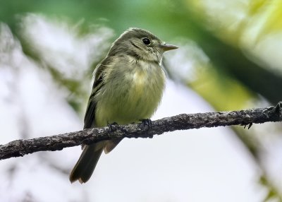 Ruby-crowned Kinglet