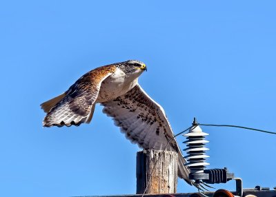 Ferruginous Hawk