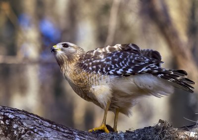 Red-shouldered Hawk