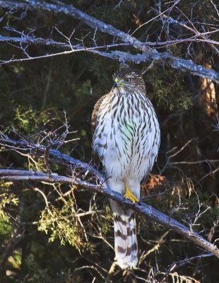 Sharp-shinned Hawk