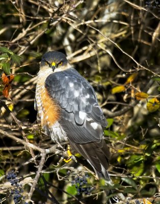 Sharp-shinned Hawk