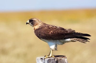 Swainson's Hawk