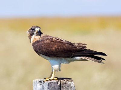 Swainson's Hawk