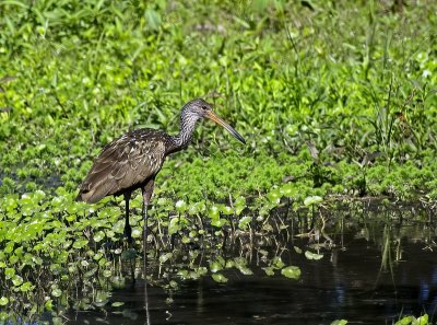 Limpkin