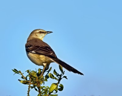 Northern Mockingbird