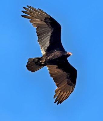 Turkey Vulture