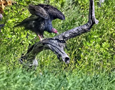 Turkey Vulture