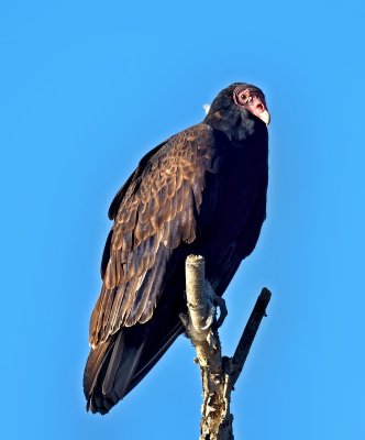 Turkey Vulture