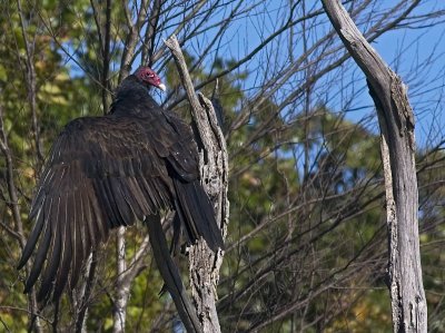 Turkey Vulture