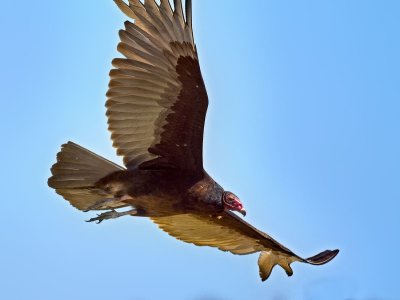 Turkey Vulture