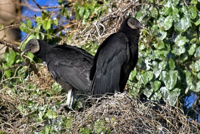 Black Vulture