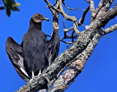 Black Vulture