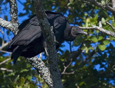 Black Vulture