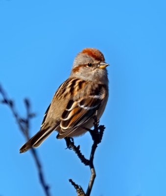 American Tree Sparrow